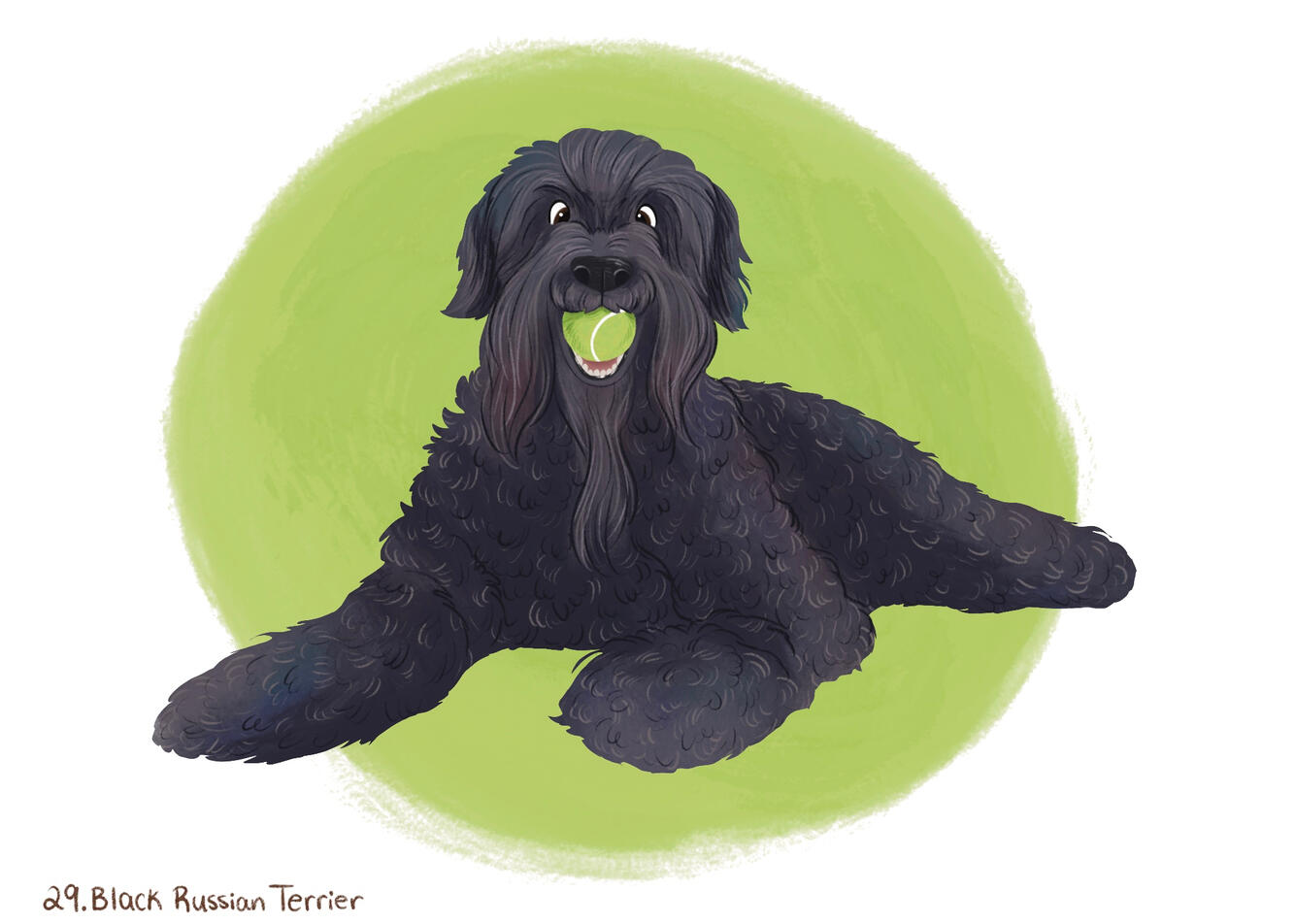 Black Russian Terrier