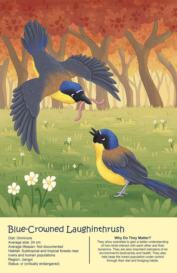 Blue Crowned Laughingthrush